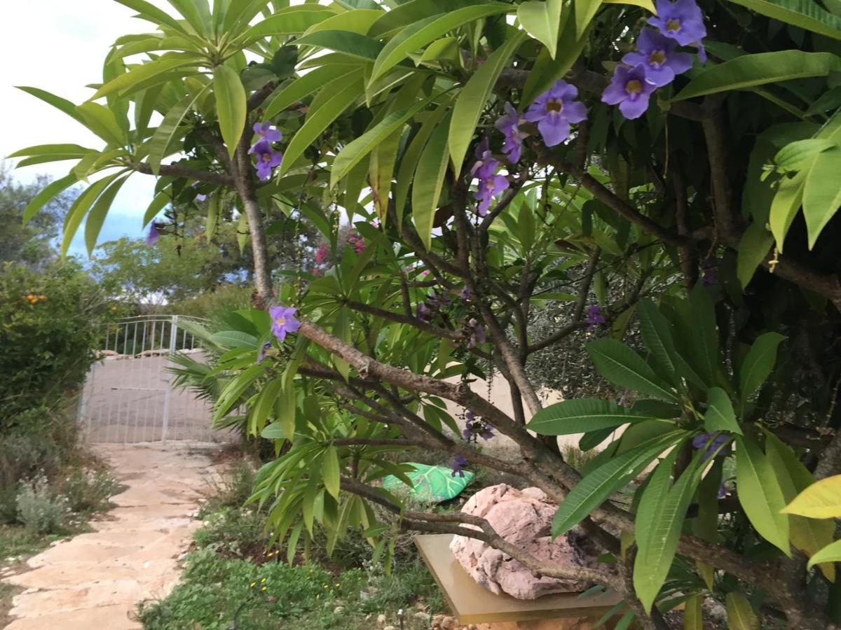 Villa Above The Sea Ein Hod Esterno foto